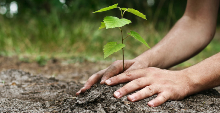 arbre-laval-plantation-arbre-laval-planter-un-arbre